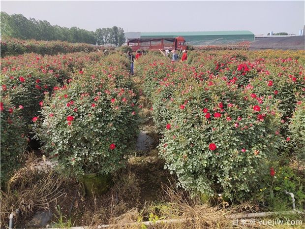 如何做好园林植物的立体造型(图1)