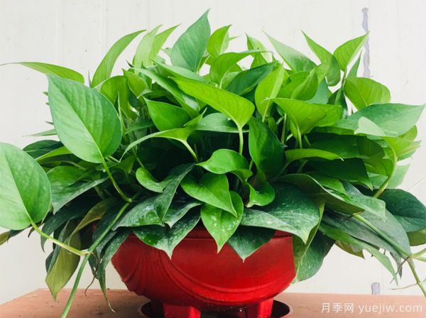针对几种花卉的养花浇水秘方分享(图1)