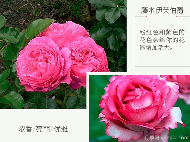 藤本伊芙伯爵月季/藤伯爵月季(图2)