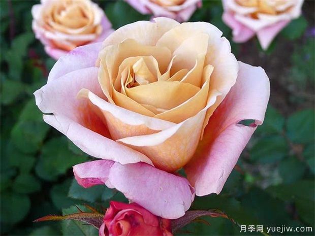 7个勤花好养殖的盆栽切花玫瑰，情人节让爱更长久(图6)