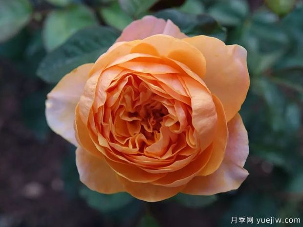 温柔珊瑚心月季/呼呼塞拉(图4)