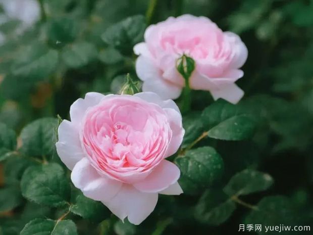 推荐8种灌木月季品种，经典惊艳花量丰富(图6)