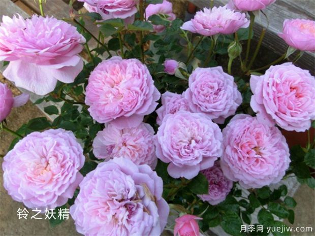 铃之妖精月季(图3)
