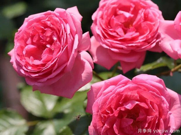 莫利纳尔玫瑰月季/莫利纳之花(图1)
