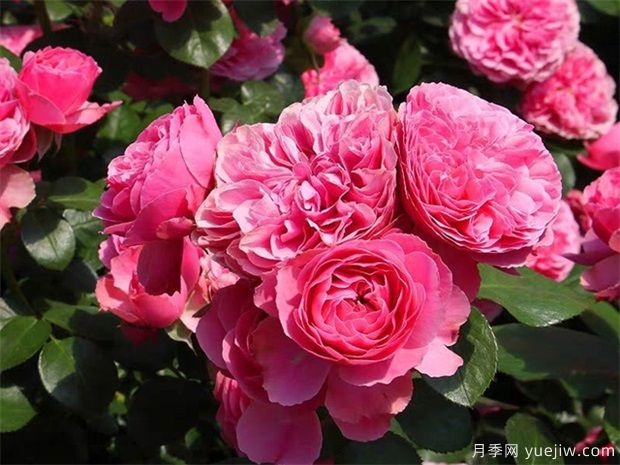 月季花一年四季修剪手法集合(图1)