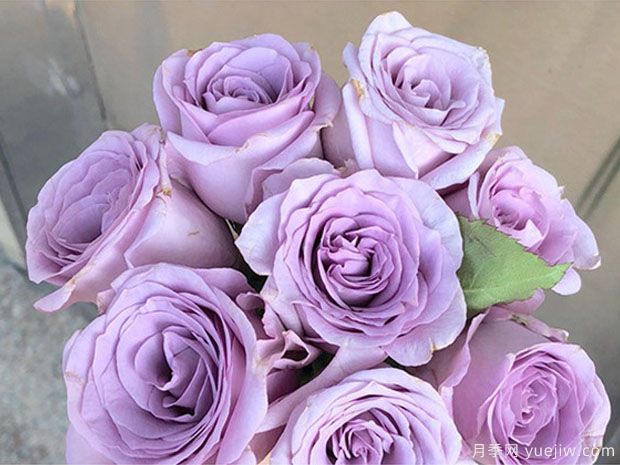 紫皇后玫瑰(图2)