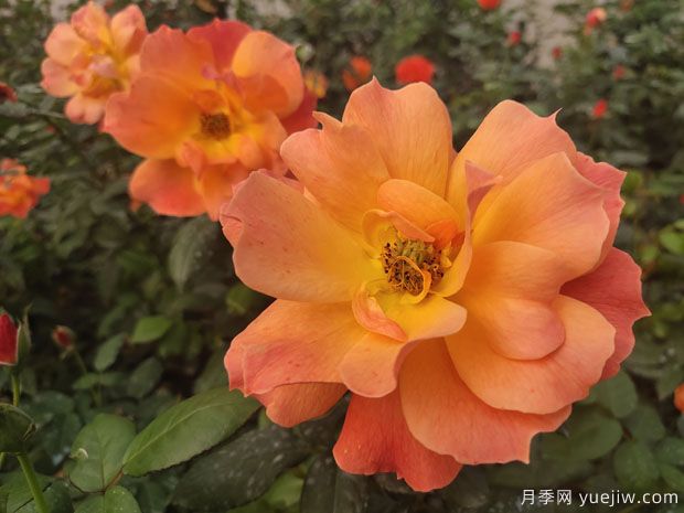 红从容月季/红丛蓉月季(图7)