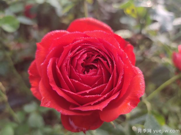 鲜花店的红色玫瑰月季，你喜欢哪一个？(图1)