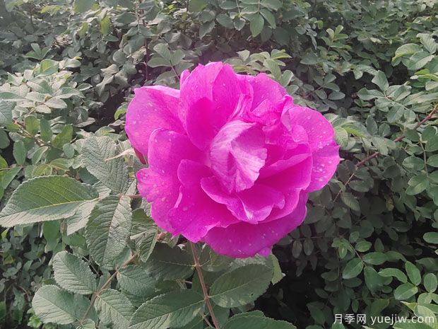 玫瑰？月季？蔷薇？如何分清楚？情人节送的是什么？(图2)