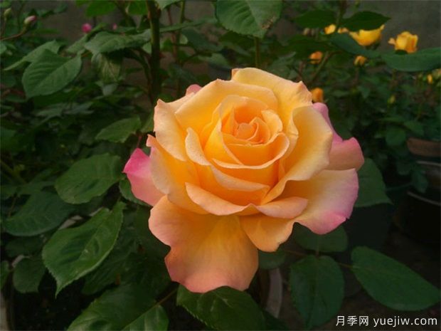 月季花的养殖方法，月季花栽培技术(图1)