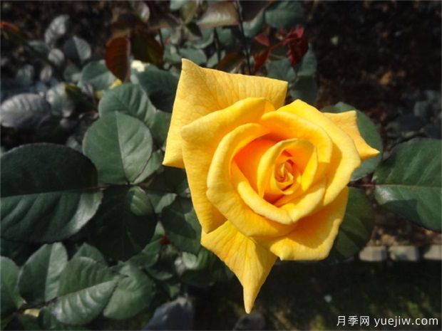 黄玫瑰代表什么意思？黄玫瑰寓意？黄玫瑰的花(图1)