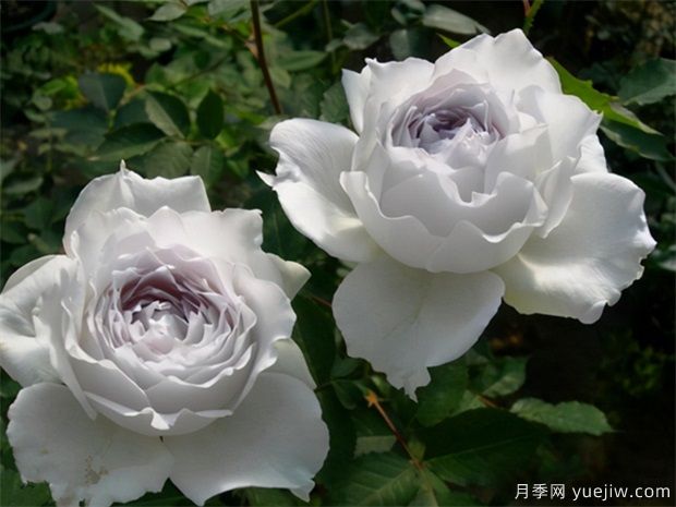推荐10个勤花的日本浓香型月季品种(图1)