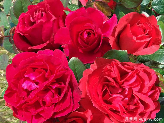 伏旧园之花月季的优缺点是什么？(图1)
