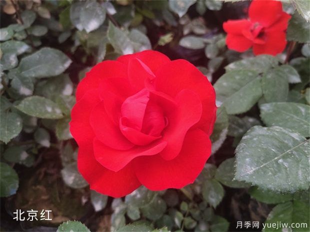 养花怎样调节光照？(图1)