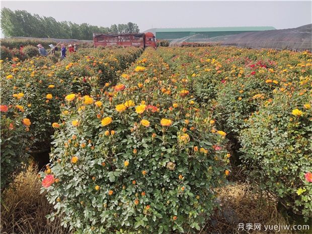 种什么花木不愁销、利润高、比较有前景？(图1)