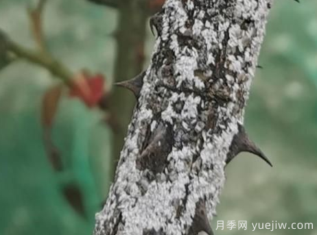 月季枝干上有许多小白点，可能是桑盾蚧在危害(图3)