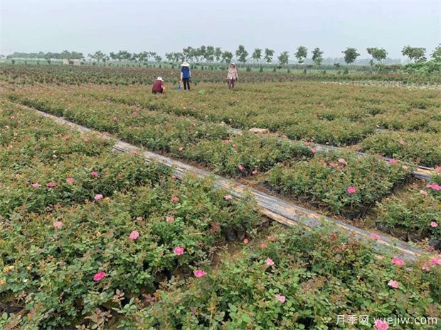 种植大花月季的园地挑选和花苗定植(图1)