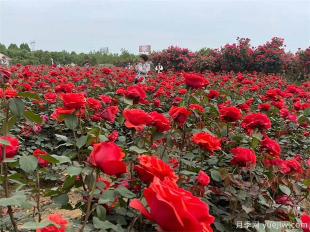 月季花秋天是否还开花(图1)