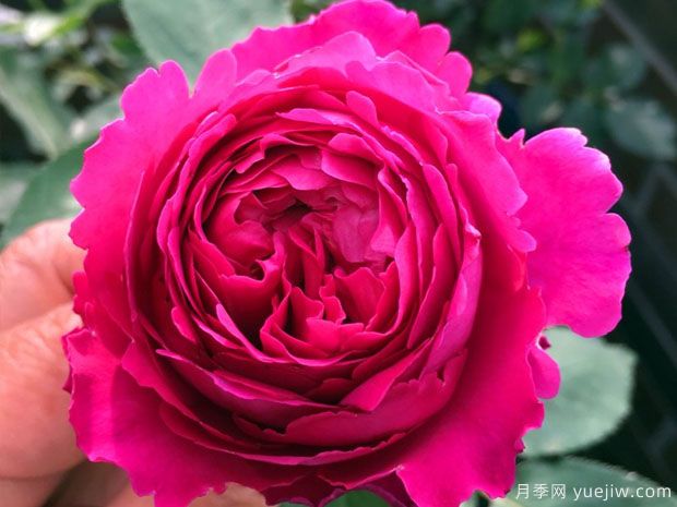 芳香花园月季的优缺点是什么？(图1)
