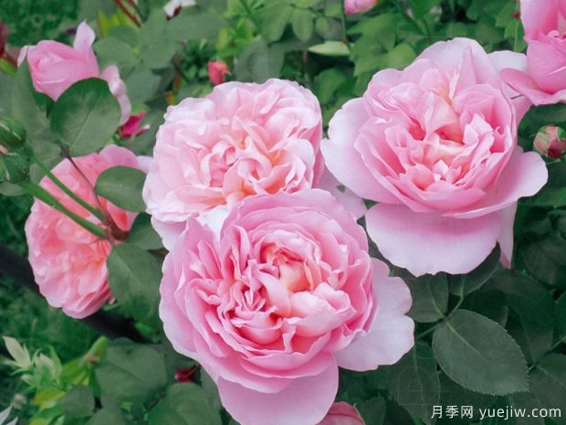 舍农索的夫人们月季/达梅思月季(图4)