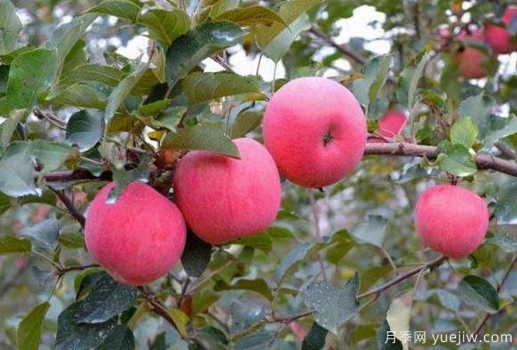 种植苹果树赚钱吗(图1)