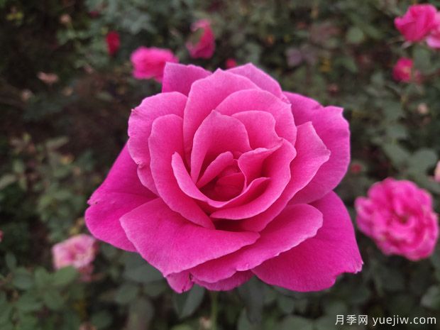 推荐10个优秀粉色系藤本月季品种(图9)