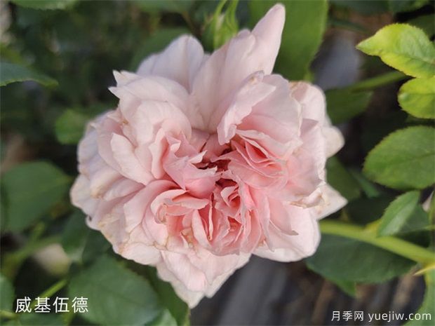 推荐10个花期最长的藤本月季品种(图10)