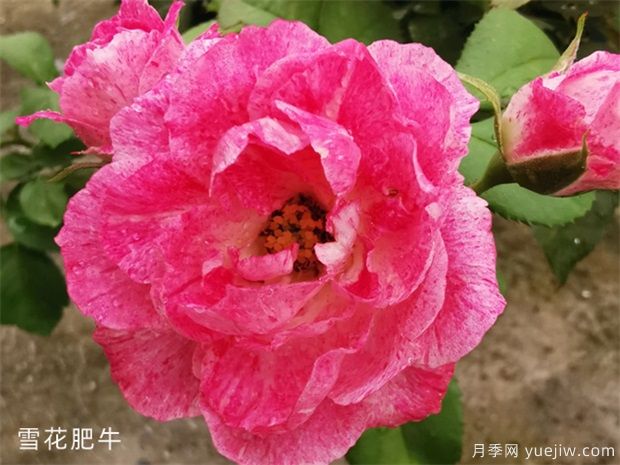 雪花肥牛月季/蜡烛夫人月季(图1)