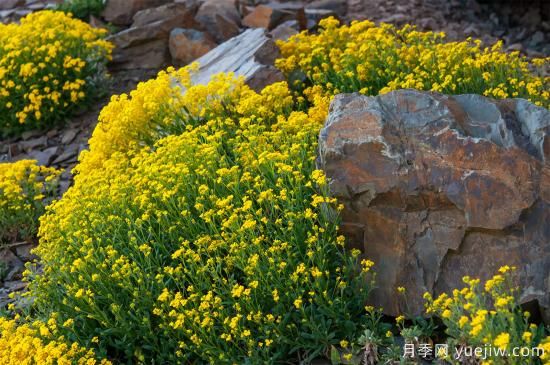 除了地被月季,还有适合在花园种植的20种地被植物(图10) 除了地被月季,还有适合在花园种植的20种地被植物(图10)