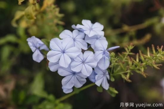 除了地被月季,还有适合在花园种植的20种地被植物(图13) 除了地被月季,还有适合在花园种植的20种地被植物(图13)