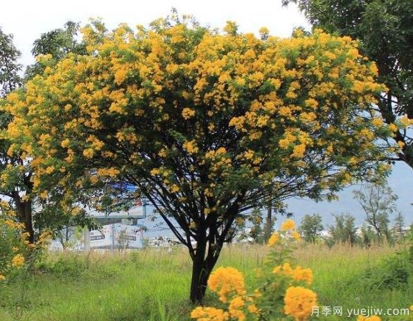 黄花槐有望成为北方地区花灌木中的后起之秀(图1)