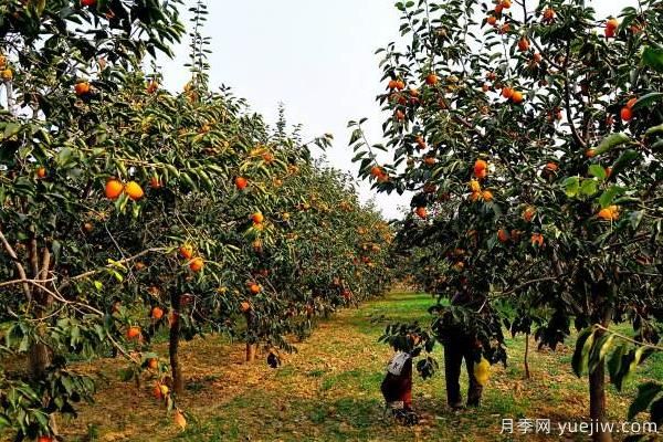 2022年***值钱紧缺苗木是什么？常见的苗木品种有哪些？(图1)