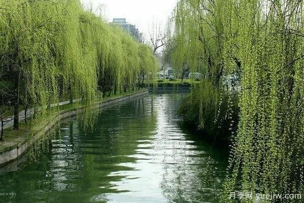 2022年***值钱紧缺苗木是什么？常见的苗木品种有哪些？(图2)
