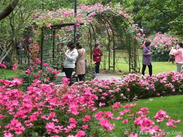 藤本月季多久能爬墙，如何才能让月季花爬满墙呢(图1)