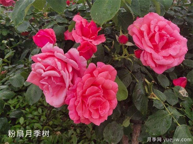 绯扇月季和粉扇月季花有哪些共同特性？(图2)