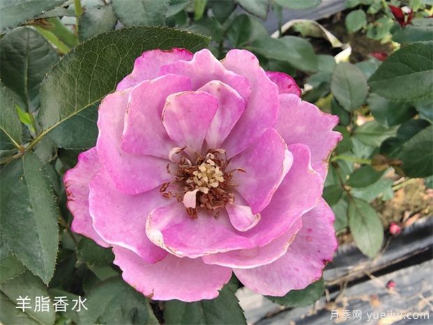 盘点10个最香的月季花品种(图8)