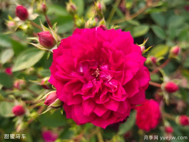 甜蜜马车月季/爆香紫月季(图2)