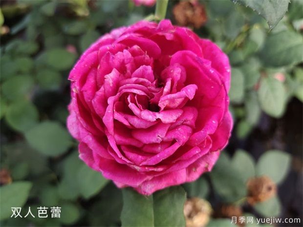 双人芭蕾月季(图3)