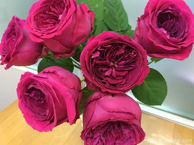 双人芭蕾月季(图5)