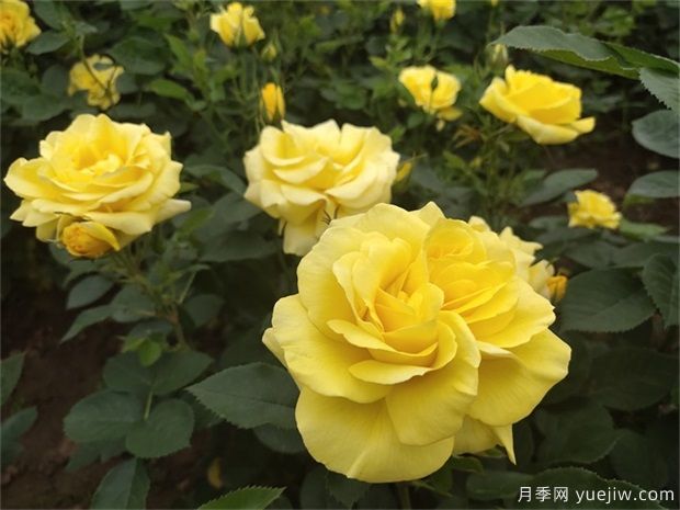 分享10种大花月季品种，开花鲜艳，香味清新(图9)