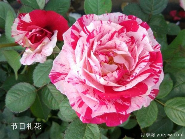 月季网：2025年***热门十大大花月季品种(图9)