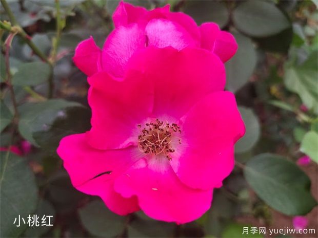 小桃红月季(图1)