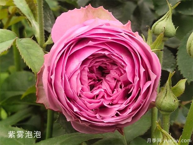 紫雾泡泡月季/迷雾泡泡(图2)