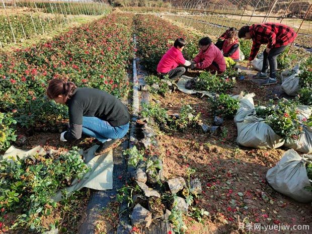 北京红杯苗月季发往陕西绿化工地(图2)