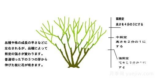 月季花冬季的修剪方法图解(图1)