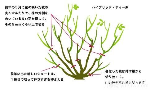 如何养好盆栽月季，如何养爆花？全方位解读(图4)