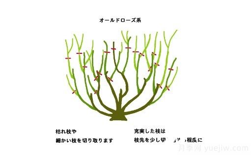 月季花冬季的修剪方法图解(图3)