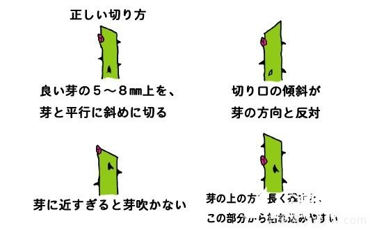 月季花冬季的修剪方法图解(图5)