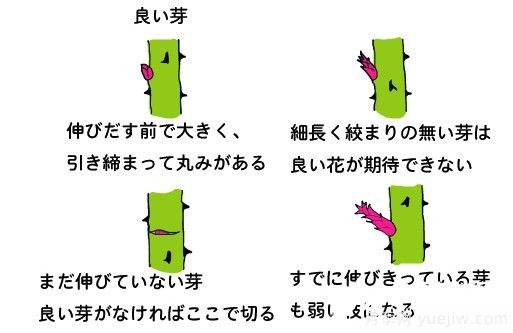 月季花冬季的修剪方法图解(图6)