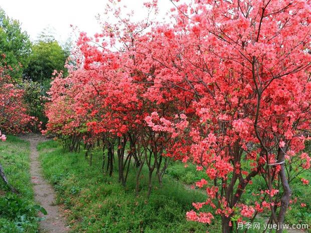 映山红最佳采挖时间？叶前叶后两个季节成活率最高(图1)